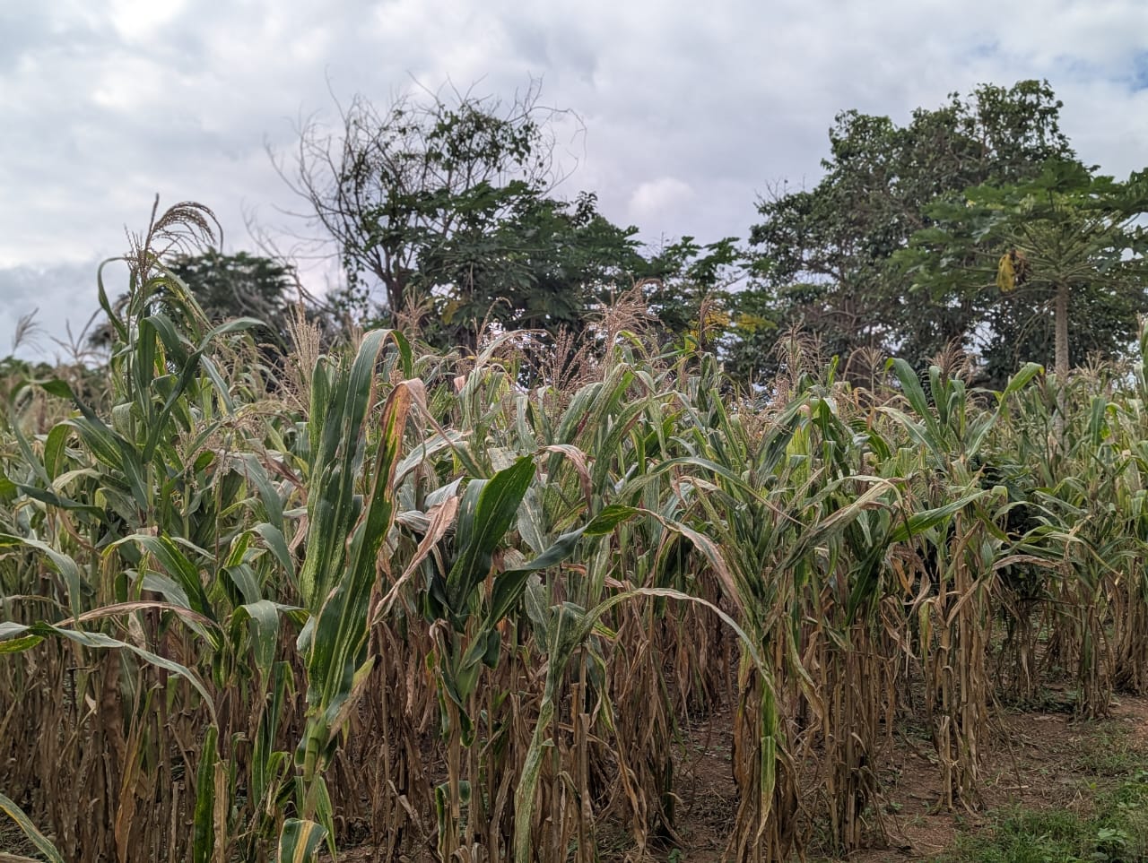 Sustainable Farming Practices