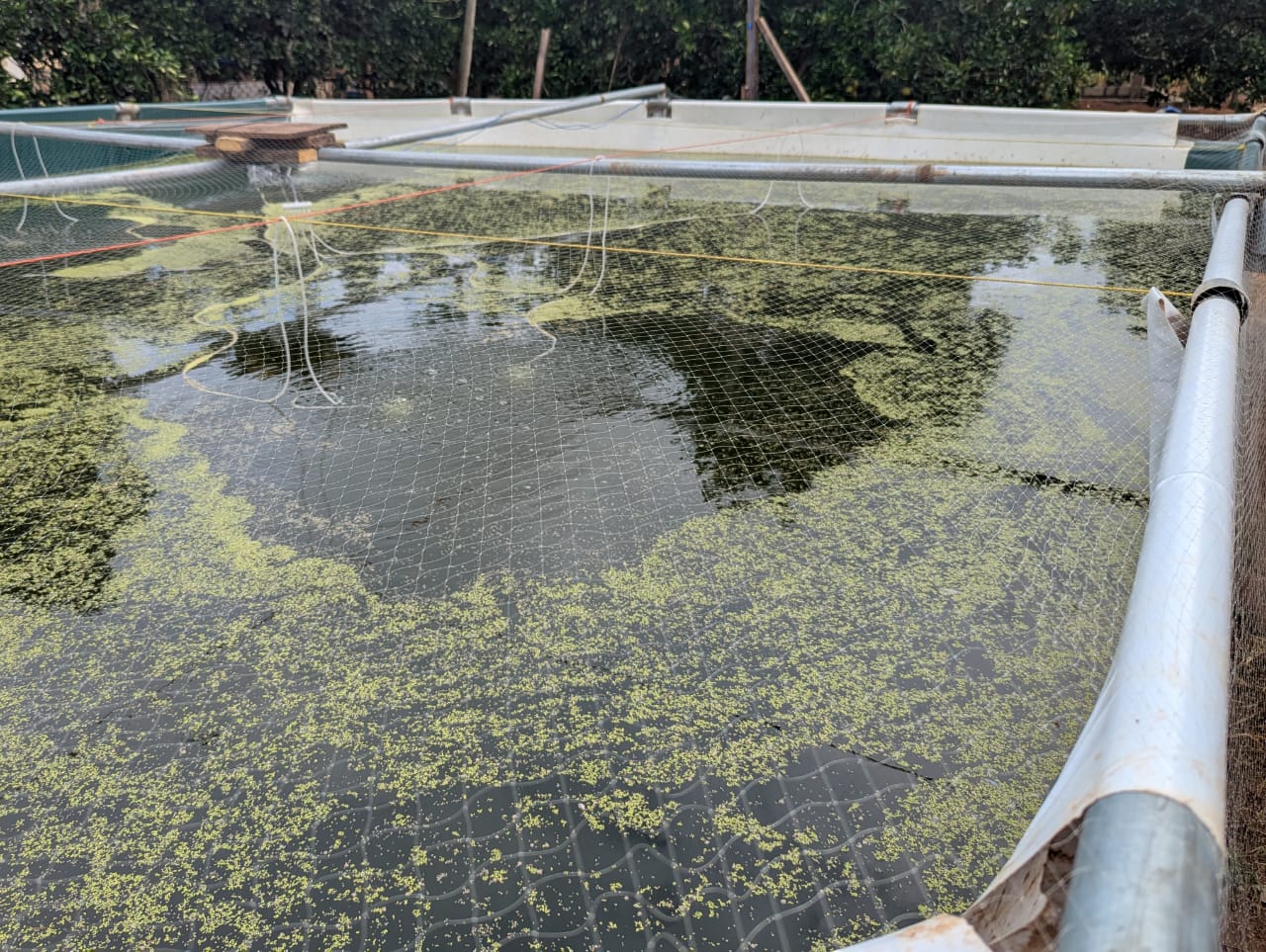 Fish Farming