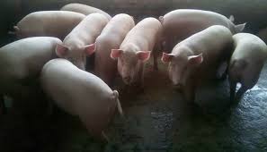 Sustainable Pig Farming