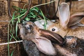 Rabbit Farming