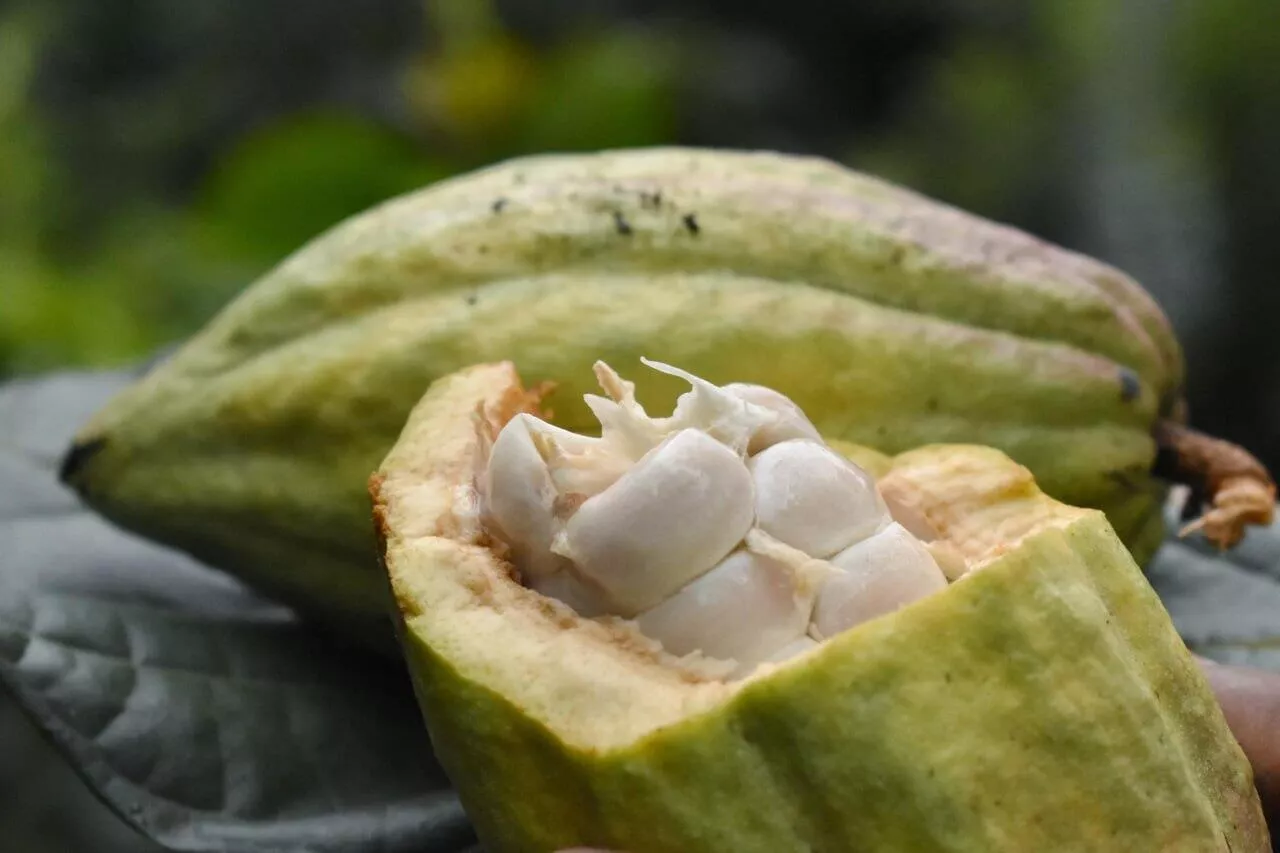 Cocoa Beans