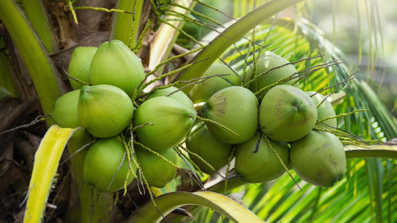 Coconuts