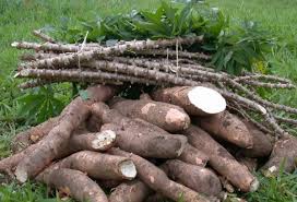 Cassava