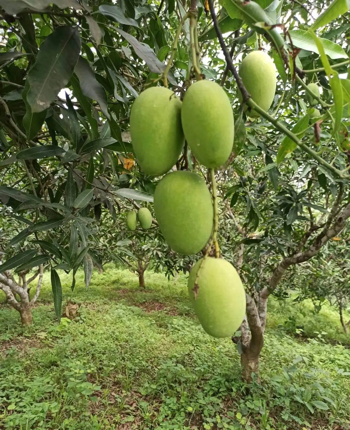 Mangoes