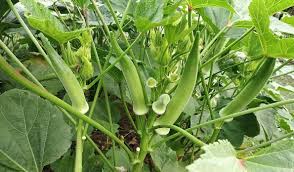 Okra